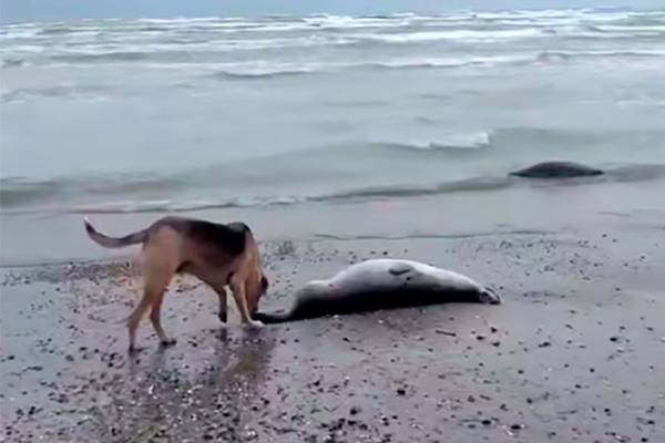 nearly-500-seals-found-dead-in-russian-coast