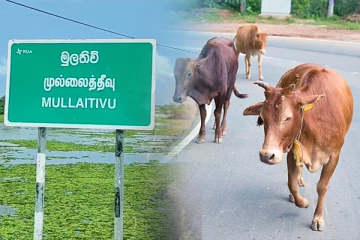 கட்டாக்காலி மாடுகளால் அவதியுறும் புதுக்குடியிருப்பு பொதுமக்கள்