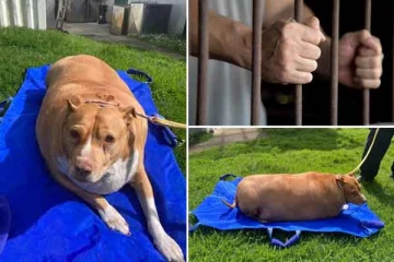 வெளிநாடொன்றில் வளர்ப்பு நாய்க்கு அதிக உணவு வழங்கிய பெண்ணுக்கு சிறைத்தண்டனை