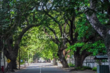 කොළඹ අධි අවදානම් ගස් ඉවත් කිරීමේ තීරණයක්...