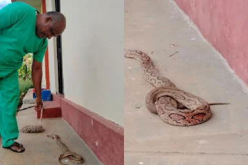 பாம்புக்கடிக்கு இலக்கான சிறுவன் - அதிதீவிர சிகிச்சைப் பிரிவில் அனுமதி