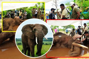 இலங்கையின் கீர்த்தி பெற்ற காவன்திஸ்ஸ யானை உயிரிழப்பு!