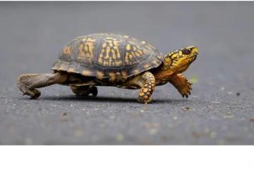 கனடாவிற்குள் ஆமைகளை கடத்த முயன்ற பெண்