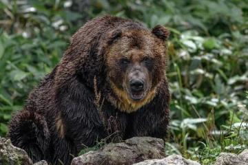 ஏரியில் கண்டெடுக்கப்பட்ட மனித தலை: கரடி தாக்கி மீனவர் கொல்லப்பட்டதாக அச்சம்