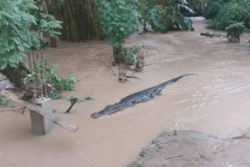 வெள்ள நீருடன் ஊருக்குள் புகுந்த முதலை ; மக்கள் அச்சம்