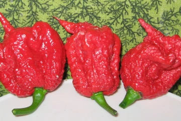 உலகிலேயே அதிக காரமான மிளகாயை உண்ணும் சவால்: சுவிட்சர்லாந்தில் திகிலை ஏற்படுத்திய விடயம்