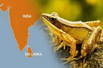 இந்தியாவில் கண்டுபிடிக்கப்பட்ட இலங்கைக்கு உரித்தான தவளை