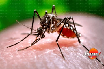 ඩෙංගු අවදානම නැවතත් - පළමු මරණය වාර්තා වෙයි