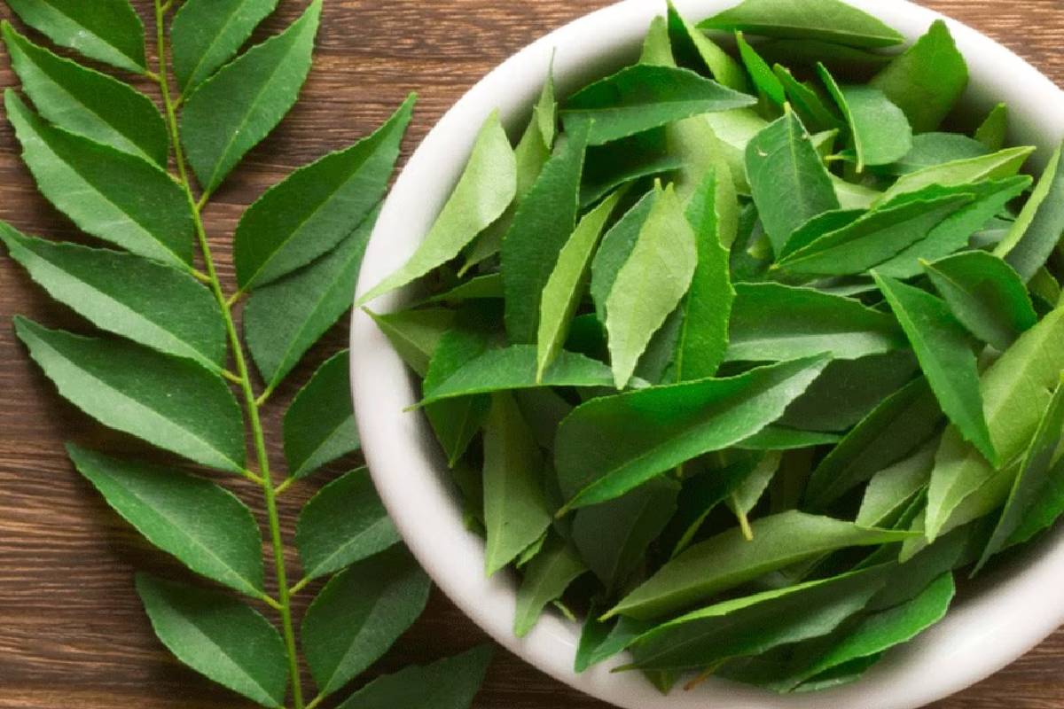 கறிவேப்பிலையை ஏன் மற்றவர்களின் கைகளில் கொடுக்க கூடாது? காரணம் இது தான்! | Why Do Not Give Curry Leaves To Others Hand கறிவேப்பிலையை ஏன் மற்றவர்களின் கைகளில் கொடுக்க கூடாது? காரணம் இது தான்! | Why Do Not Give Curry Leaves To Others Hand