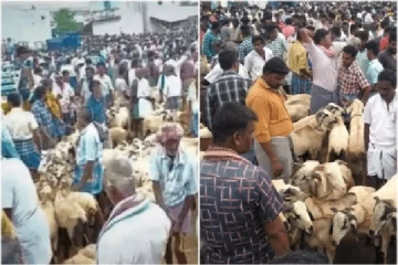 தீபாவளி பண்டிகை -இரண்டு கோடி ரூபாவிற்கு விலைபோன ஆடுகள்