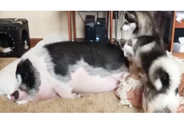 அயர்ந்து தூங்கிய பன்றி - வேண்டுமென்றே நாய் என்ன செய்ததுன்னு தெரியுமா? வீடியோவை பாருங்க..