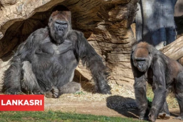 முதல்முறையாக மனிதக் குரங்குகளுக்கு கொரோனா தடுப்பூசி செலுத்தி சோதனை!