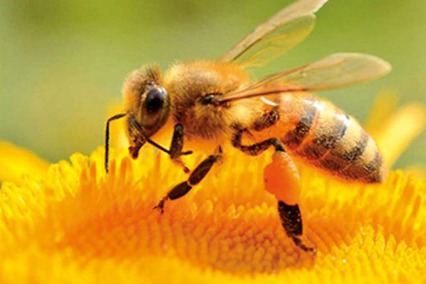 ஆரோக்கிய நன்மைகள் நிரம்பிய தேன் | Honey Is Full Of Health Benefits