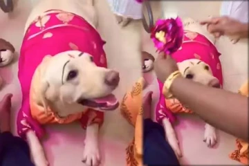 நாய்க்கு அரங்கேறிய வளைகாப்பு! நெகிழ வைத்த காணொளி