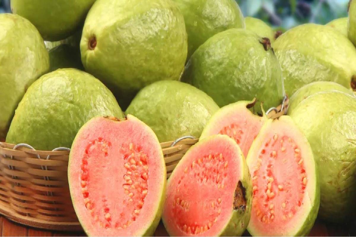 கெட்ட கொழுப்பை கரைத்து வெளியேற்றும் கொய்யா சட்னி... எப்படி செய்வது? | Guava Chutney For Weight Loss