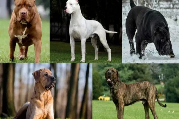 மனித உயிருக்கு ஆபத்து :23 நாய் இனங்களுக்கு தடைவிதித்தது இந்தியா