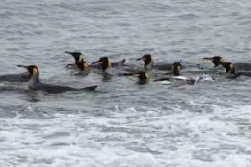 3000 கிலோ மீற்றர் கடலில் நீந்தி வந்த பெண் குயின்