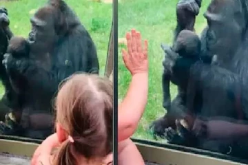 என் மகனே வென்று வா” :  முத்தமிட்டு குட்டியை காட்டிய கொரில்லா.. வைரலாகும்வீடியோ