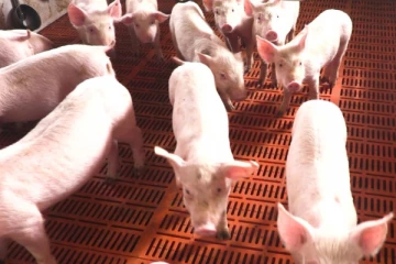 ஆப்பிரிக்க பன்றிக் காய்ச்சல் தொடர்பில் விசேட வர்த்தமானி