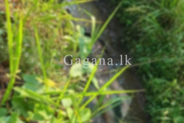 ඇළකින් හමු වූ අභිරහස් මළ සිරුර.