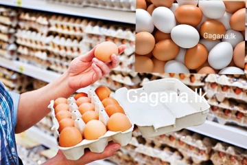 අද සිට බිත්තර මිල පහළ දමයි..නව මිල ගණන් මෙන්න..