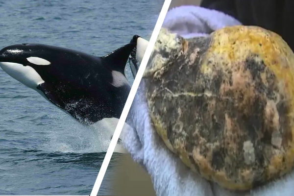 பல கோடி ரூபா பெறுமதியான திமிங்கில வாந்தியுடன் கைதான நபர் | Man Arrested 9Kg Whale Vomit In Sri Lanka