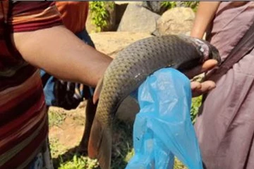 மர்மமாக உயிரிழக்கும் மீன்கள்! மக்களுக்கு விடுக்கப்பட்டுள்ள விசேட அறிவிப்பு (video)