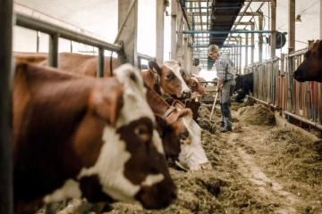 உலகில் முதல்முறை.. கால்நடைகளுக்கு வரி - எந்த நாட்டில் தெரியுமா?