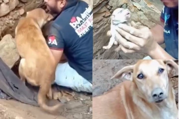 துருக்கி நிலநடுக்கம்! இடிபாடுகளில் புதைந்த குட்டிகளை தேடிய தாய் நாய்... நடந்த ஆச்சரியத்தை காட்டும் வீடியோ