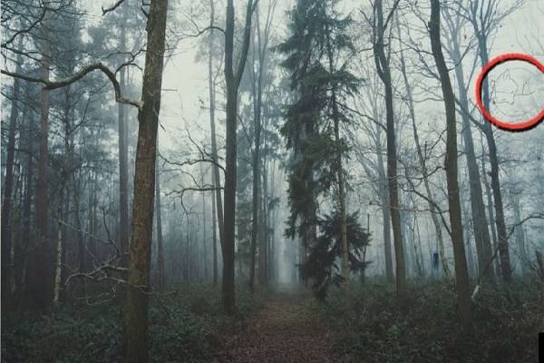 இருண்ட காட்டில் மறைந்திருக்கும் நரியை கண்டுபிடிக்க முடியுமா? | Spot The Hidden Fox In The Image Iq Test