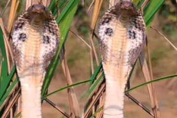 Viral Video: பயங்கரமாக படமெடுத்து நிற்கும் பாம்பு... வைரல் காட்சி