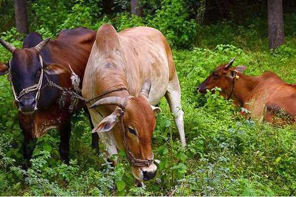 வடக்கு கிழக்கில் கால்நடைகள் உயிரிழந்தமைக்கான காரணம் வெளியானது | Cattle In The North East Has Been Revealed