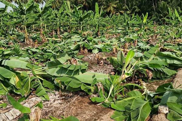தென் பகுதியில் தமிழர்களுக்கு குண்டர்களால் ஏற்பட்ட நிலை | Southern Tamils By Cutting Down Their Banana Trees