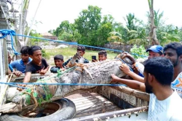 கிராமத்திற்குள் புகுந்த இராட்சத முதலை மடக்கிப்பிடிப்பு (VIDEO)