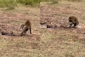 Viral Video: சிம்பன்சியை வேட்டையாடிய முதலை! வியந்த இணையவாசிகள்