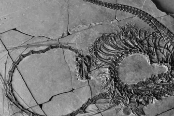 240 மில்லியன் ஆண்டுகள் பழமையான ட்ரேகன் போன்ற விலங்கின் அமைப்பு கண்டுபிடிப்பு