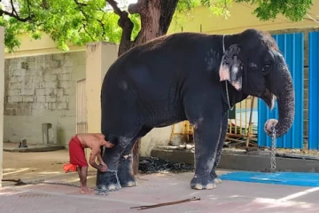 பாகன் இறப்பால் தீவிர கண்காணிப்பு - 11 நாட்களுக்கு பிறகு வெளியே வந்த தெய்வானை யானை
