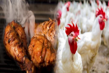 அதிகமா கோழி சாப்பிடுபவரா நீங்கள்?அதில் இந்த பகுதி மட்டும் சாப்பிடாதீங்க