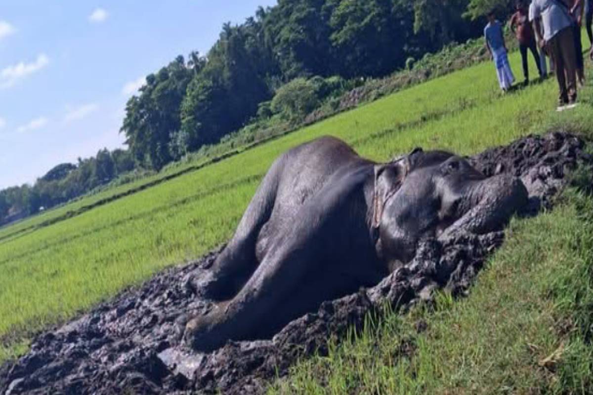 சதுப்பு நிலத்தில் சிக்கிய யானை - உடனடி நடவடிக்கை கோரி விவசாயிகள் அவசர வேண்டுகோள் | An Elephant Trapped In A Swamp சதுப்பு நிலத்தில் சிக்கிய யானை - உடனடி நடவடிக்கை கோரி விவசாயிகள் அவசர வேண்டுகோள் | An Elephant Trapped In A Swamp