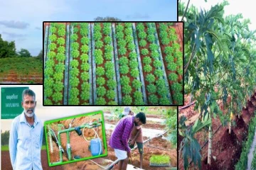தமிழர் பகுதியில் விவசாயத்தில் புதிய புரட்சி! இலட்சங்களில் வருமானம்