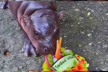 அமெரிக்காவின் அடுத்த ஜனாதிபதி டிரம்பா ...கமலாவா ? பிரபல நீர்யானையின் கணிப்பு வைரல்!