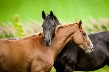 இலங்கையில் போனி குதிரைகளால் பெரும் அவதிப்படும் சுற்றுலா பயணிகள் ; விடுக்கப்பட்ட அதிரடி உத்தரவு