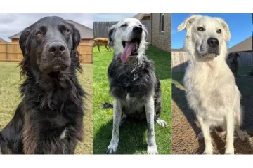 வெள்ளையாக மாறிய கருப்பு நாய்: அமெரிக்காவில் நடந்த சம்பவம்