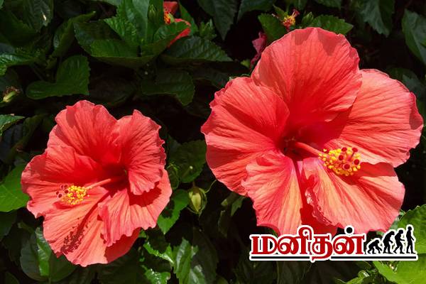 இந்த பேக் போடுங்க.. பொடுகு தொல்லை தீரும்! | Hair Care Tips Dandruff Hair Masks