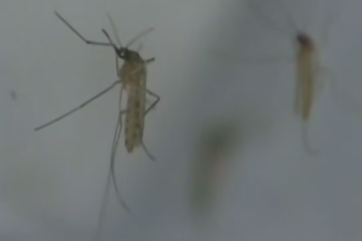 கனடாவின் நுளம்பினால் ஏற்படும் பாதிப்பு குறித்து எச்சரிக்கை | First Human Case Of West Nile Virus Reported