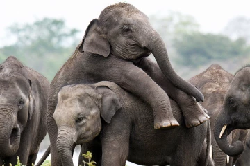 இலங்கையில் மூன்று மாதங்களில் தினமும் ஒரு யானை உயிரிழப்பு