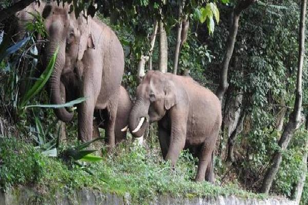 யானை வழித்தடங்கலில் குடியிருக்கும் மக்களை அப்புறப்படுத்துமாறு பணிப்பு | Order To Evacuate People Living Elephant Corridors யானை வழித்தடங்கலில் குடியிருக்கும் மக்களை அப்புறப்படுத்துமாறு பணிப்பு | Order To Evacuate People Living Elephant Corridors