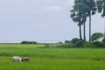 பார்க்கும் இடமெங்கும் பசுமையாக காட்சியளிக்கும் யாழ்ப்பாணம் அச்சுவேலி கிராமம்