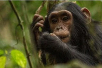 உலகிலேயே முதன்முறையாக மனிதக் குரங்குகளுக்கு கொரோனா தடுப்பூசி