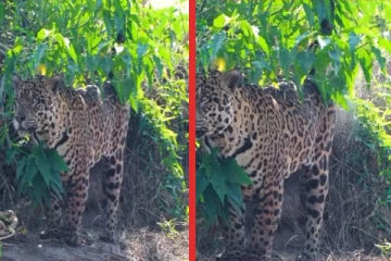 சிறுத்தை தனது இருப்பை அடையாளப்படுத்த என்ன பண்ணும்னு தெரியுமா? வைரலாகும் காணொளி